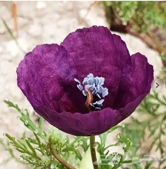 بذور زهور البختري 0