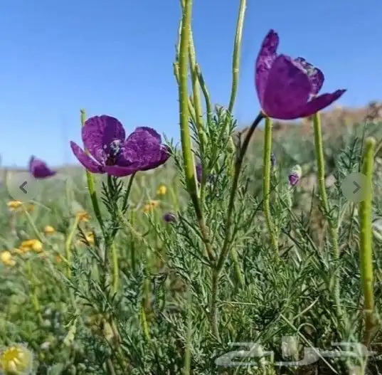 بذور زهور البختري 4