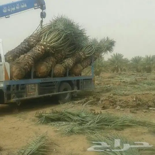 نخيل عربي فسائل نخل نخل عربي نقايل 84