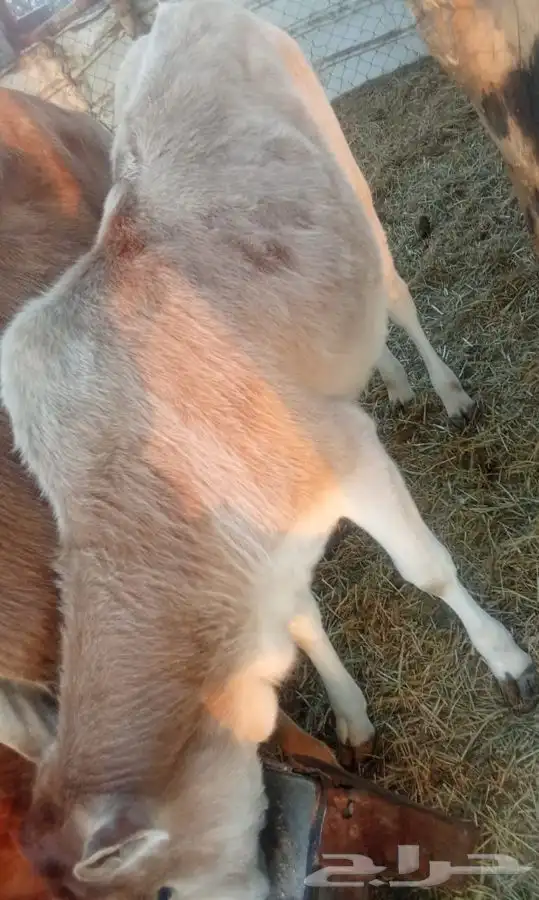 حسيلة للبيع 0