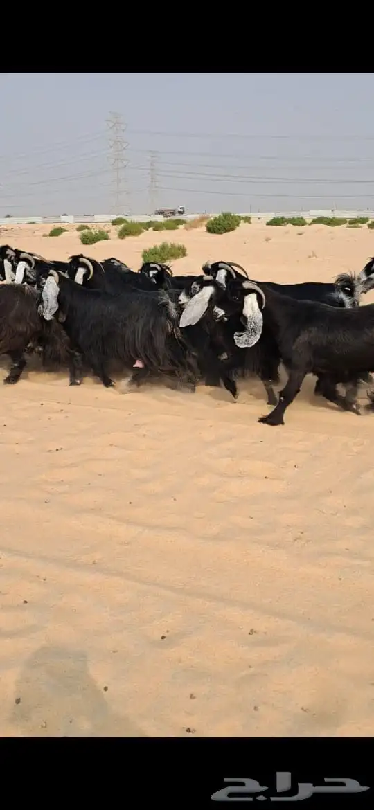 للبيع معزا عوارض فاااخره العدد19بالفحل 3