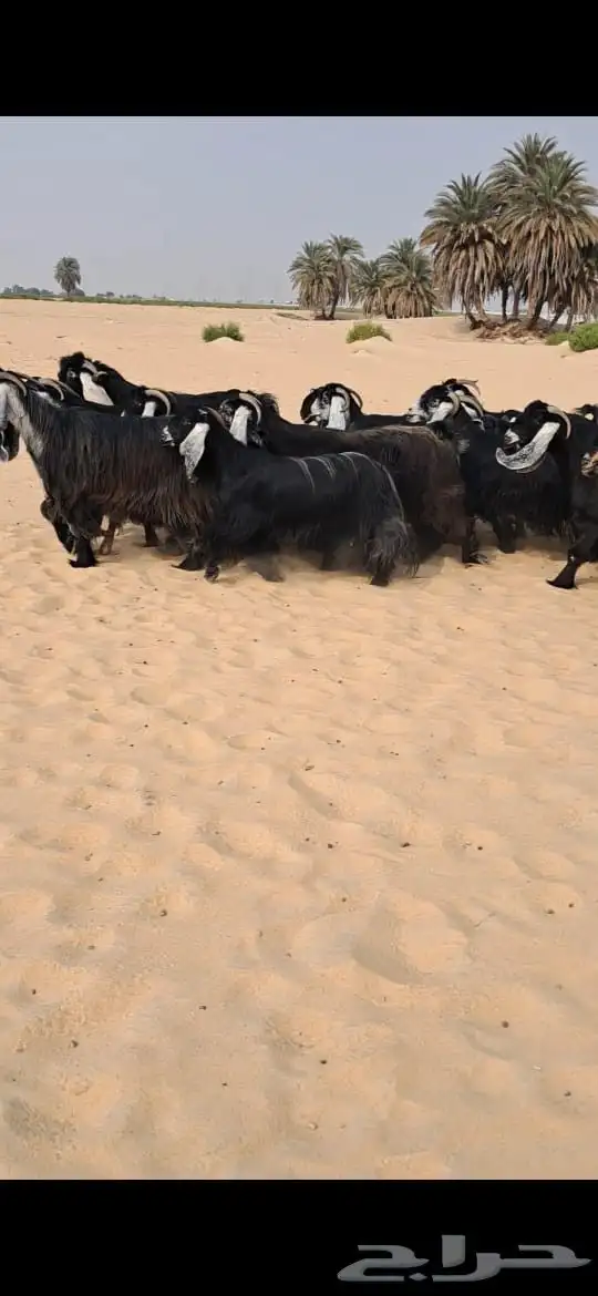 للبيع معزا عوارض فاااخره العدد19بالفحل 1