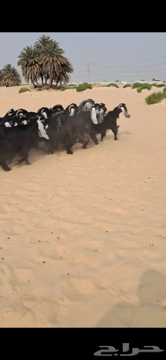 للبيع معزا عوارض فاااخره العدد19بالفحل 6