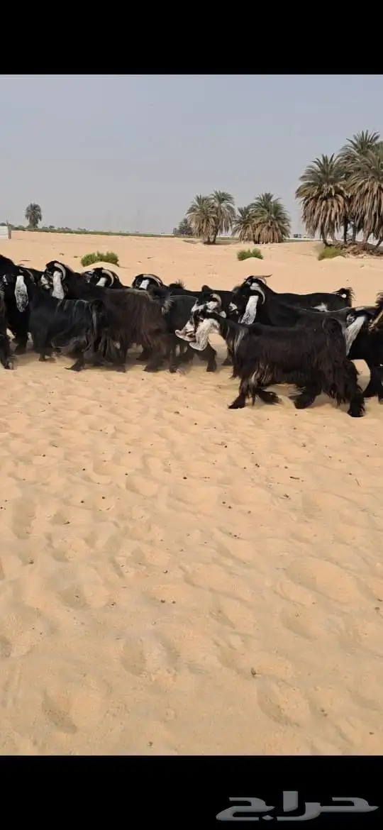 للبيع معزا عوارض فاااخره العدد19بالفحل 5