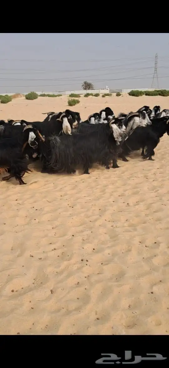 للبيع معزا عوارض فاااخره العدد19بالفحل 0