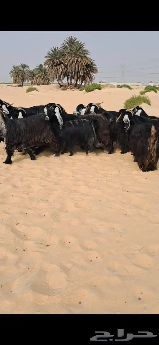 للبيع معزا عوارض فاااخره العدد19بالفحل 4