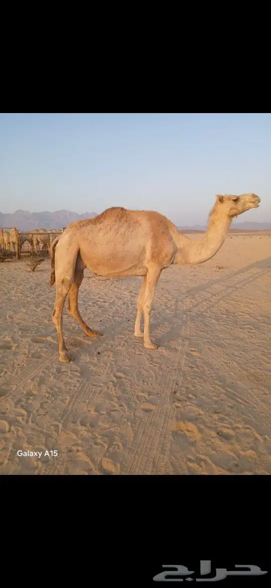 ناقه حره متلي 0