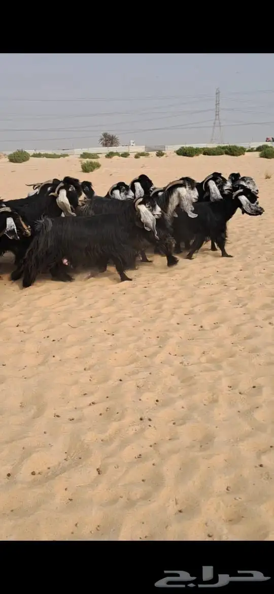 للبيع معزا عوارض فاااخره العدد19بالفحل 2