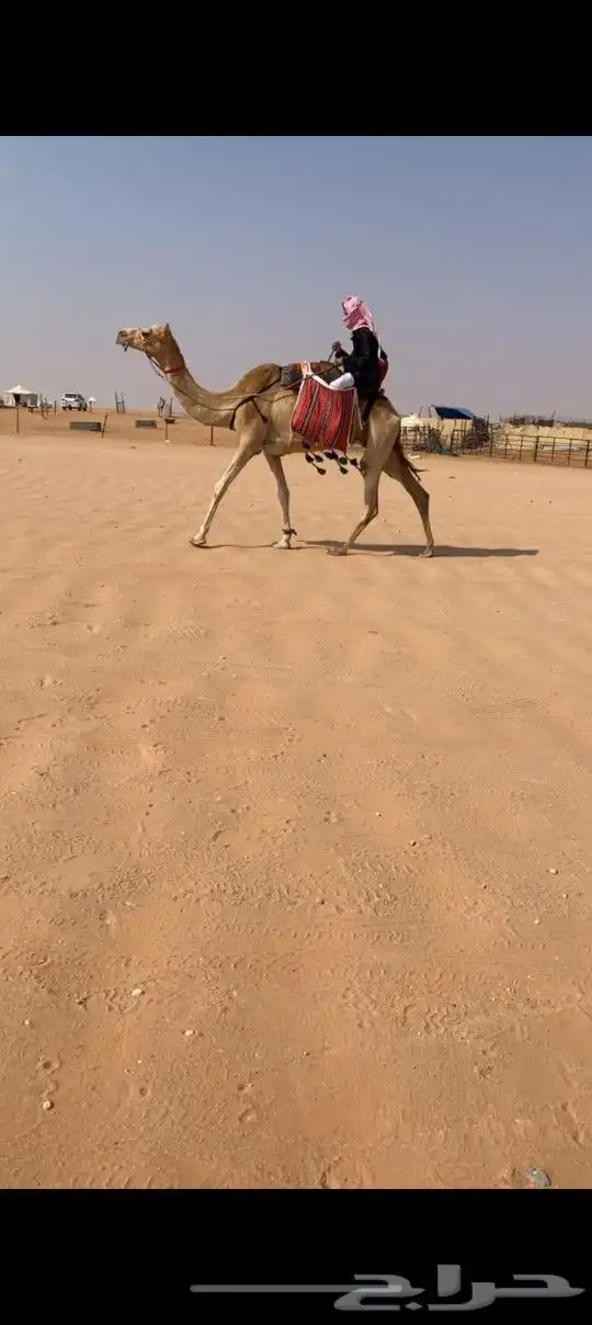 للبيع رحول ابل طيبه جدا 0