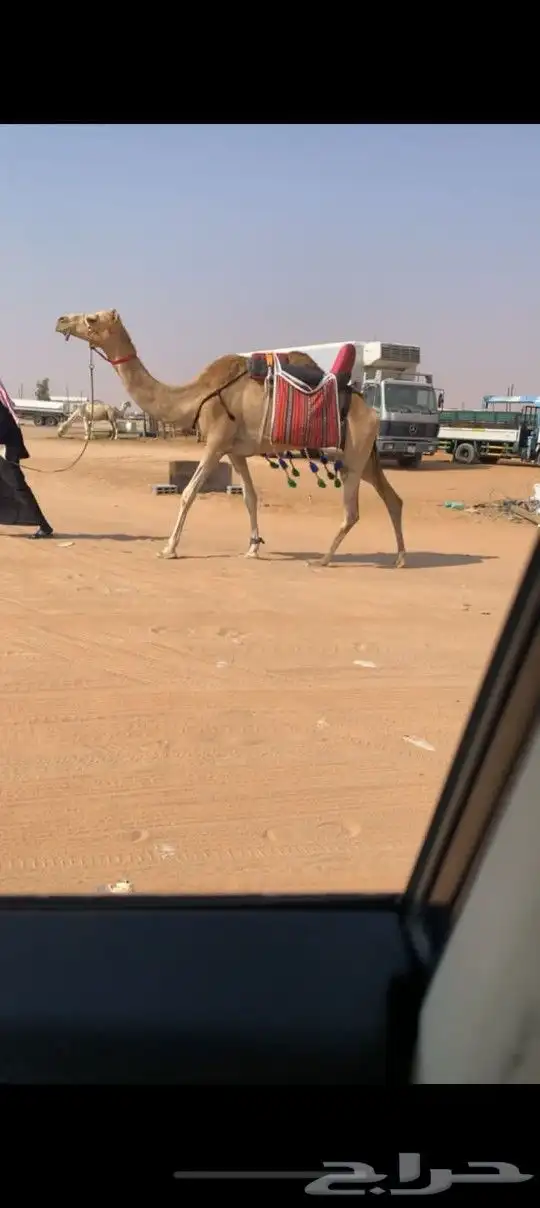 للبيع رحول ابل طيبه جدا 1