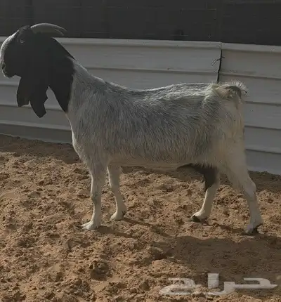 عنز مطوره خصم 0