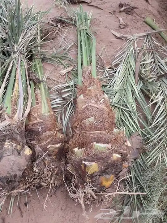 نخيل عربي فسائل نخل نخل عربي نقايل 64