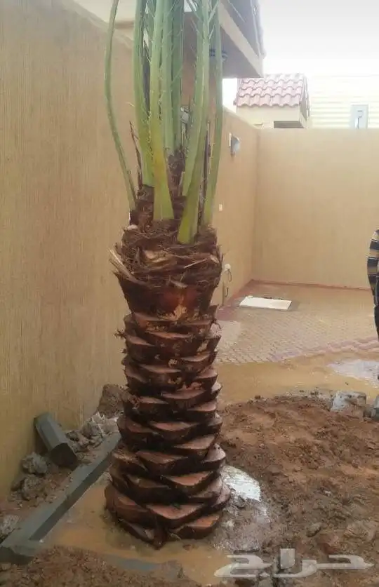 نخيل عربي فسائل نخل نخل عربي نقايل 59