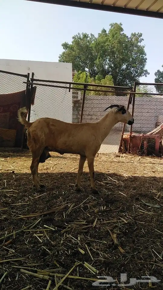 السلام عليكم ورحمة الله وبركاته 1