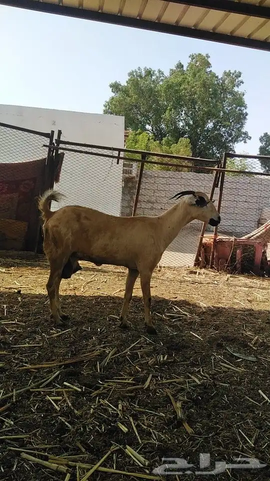 السلام عليكم ورحمة الله وبركاته 2