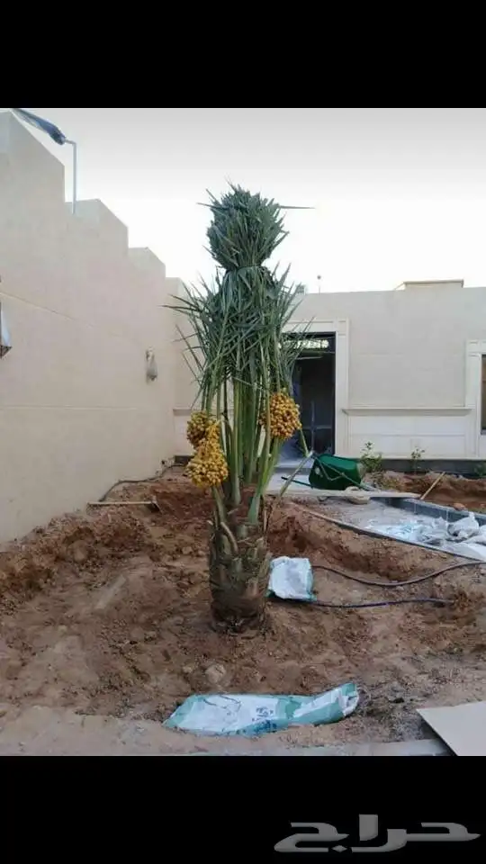 نخيل عربي فسائل نخل نخل عربي نقايل 66