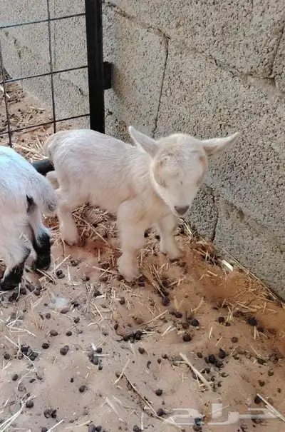 جفرة ماعز قزمي .. قزم index