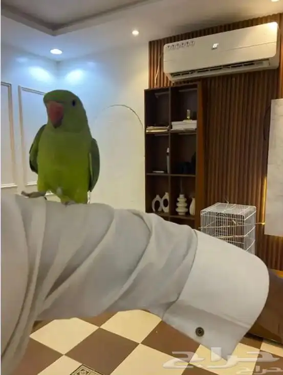 محايل عسير 0