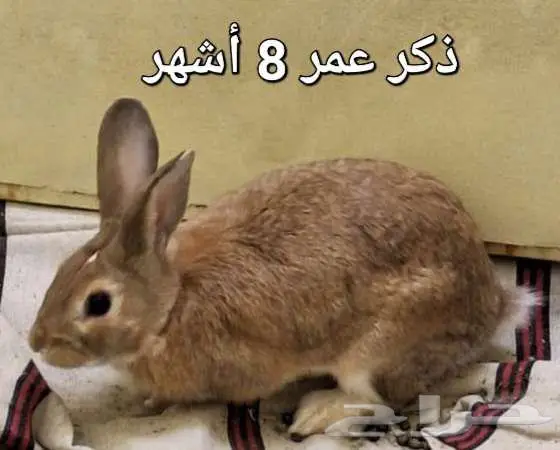 أرانب بلدي للبيع العدد 4 0