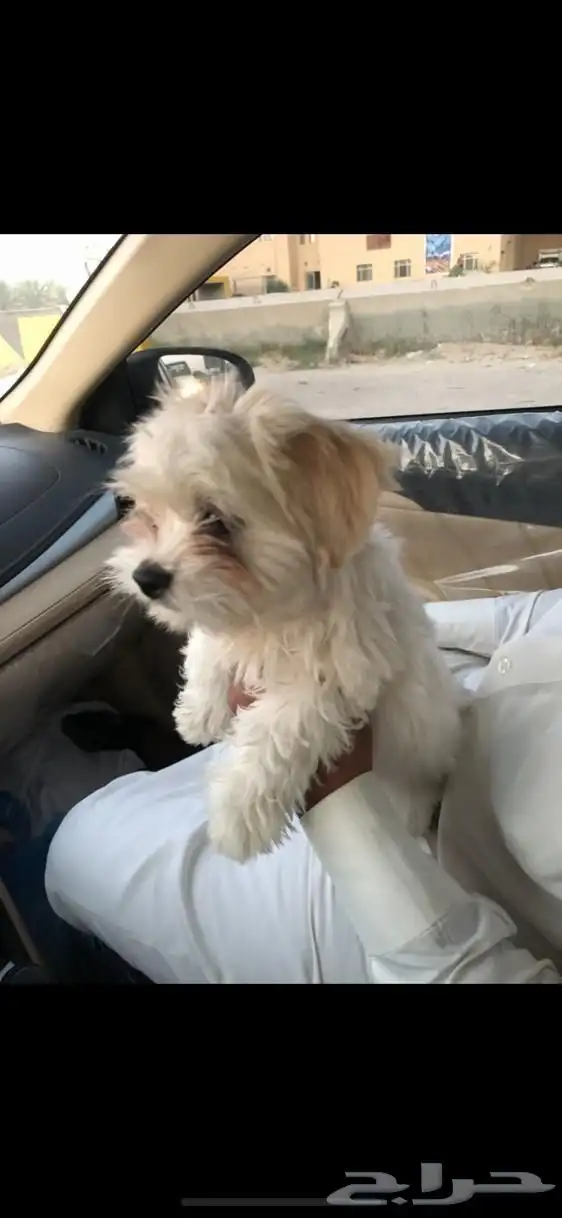 كلب مالتيز جرو كيوت 0