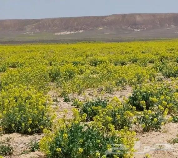 بذور اليهق الاصفر 6