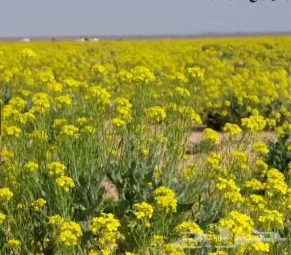 بذور اليهق الاصفر 1