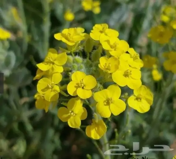 بذور اليهق الاصفر 0