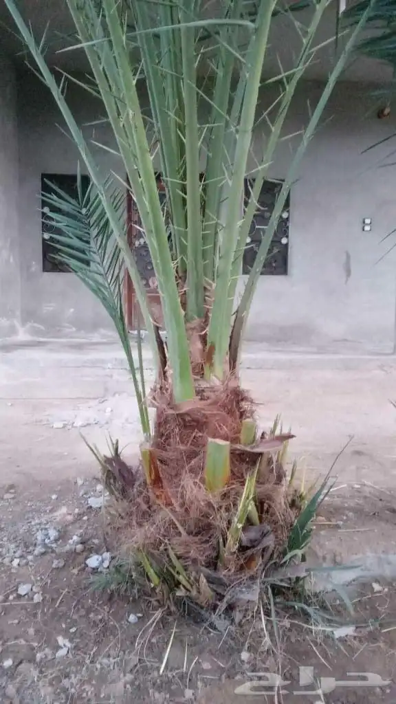 نخل للبيع نجران 8