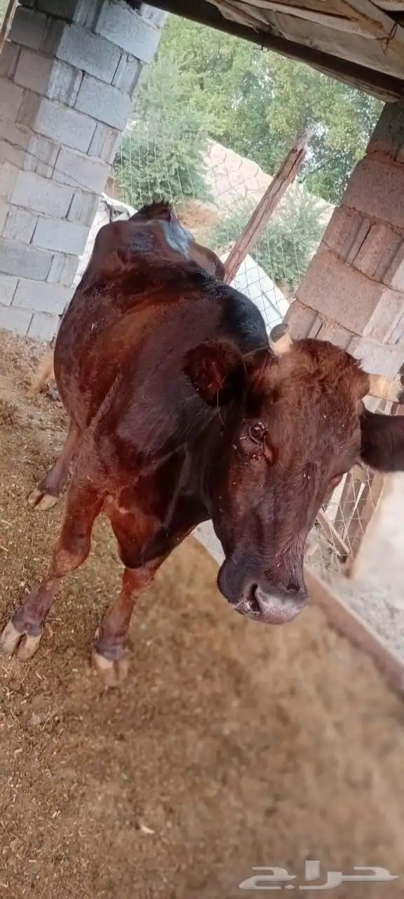 بقره جيرسي 3