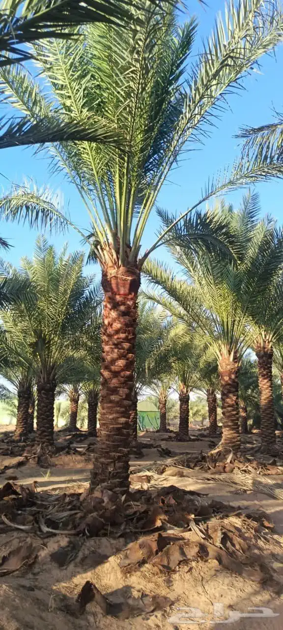 يوجد لدينا نخل عربي وشنطن للبيع 7