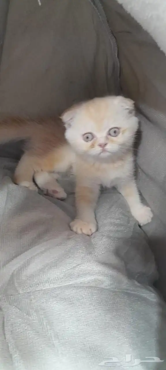 اسكوتش فولد 45 يوم 0