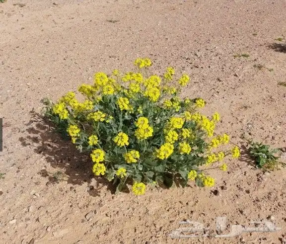 بذور اليهق الاصفر 5