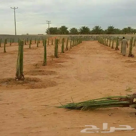نخيل عربي فسائل نخل نخل عربي نقايل 80