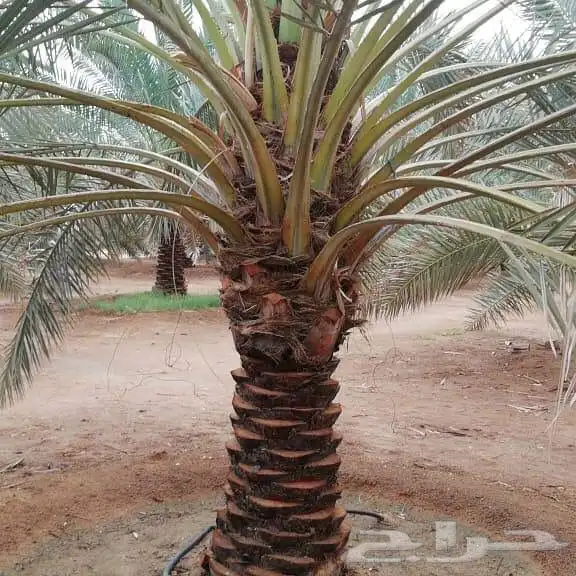 نخيل عربي فسائل نخل نخل عربي نقايل 60
