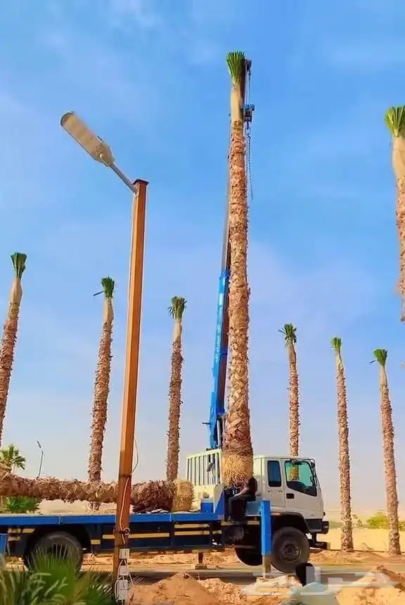 نخل وشنطن زينه ونخل عربي وأشجار 1