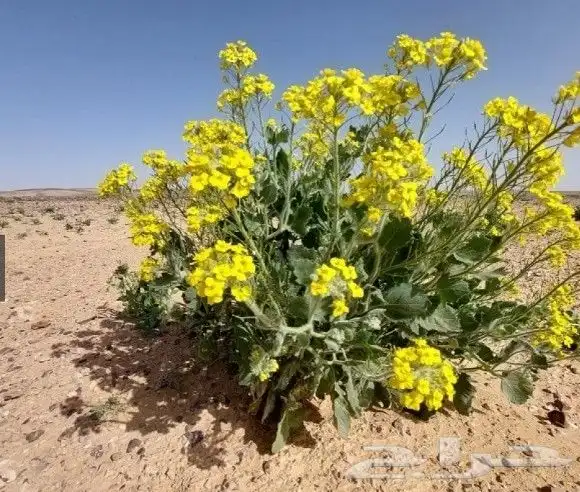 بذور اليهق الاصفر 2