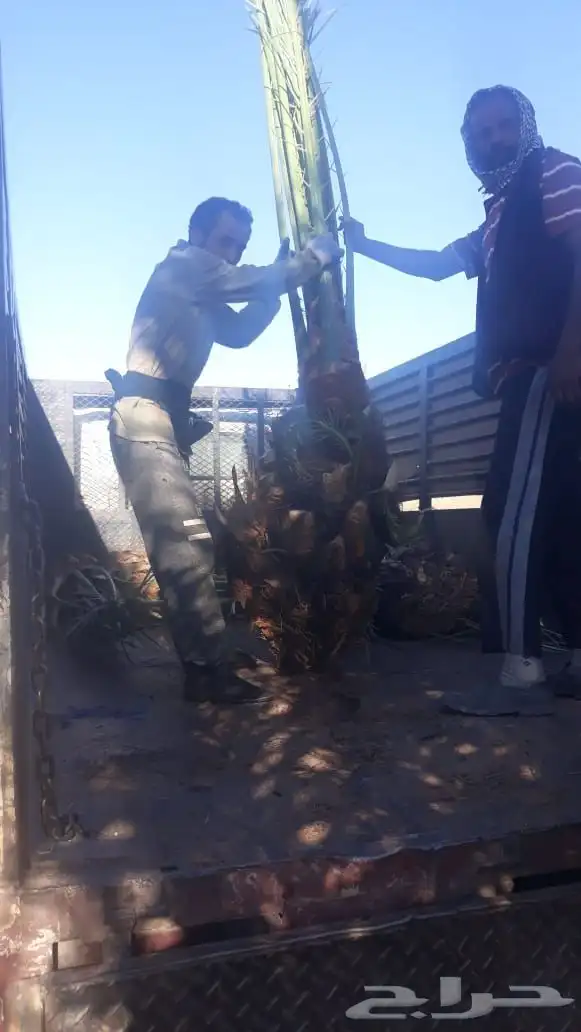 نخيل عربي فسائل نخل نخل عربي نقايل 54