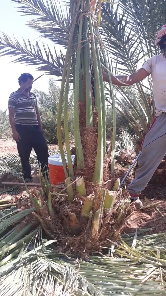 نخيل عربي فسائل نخل نخل عربي نقايل 51