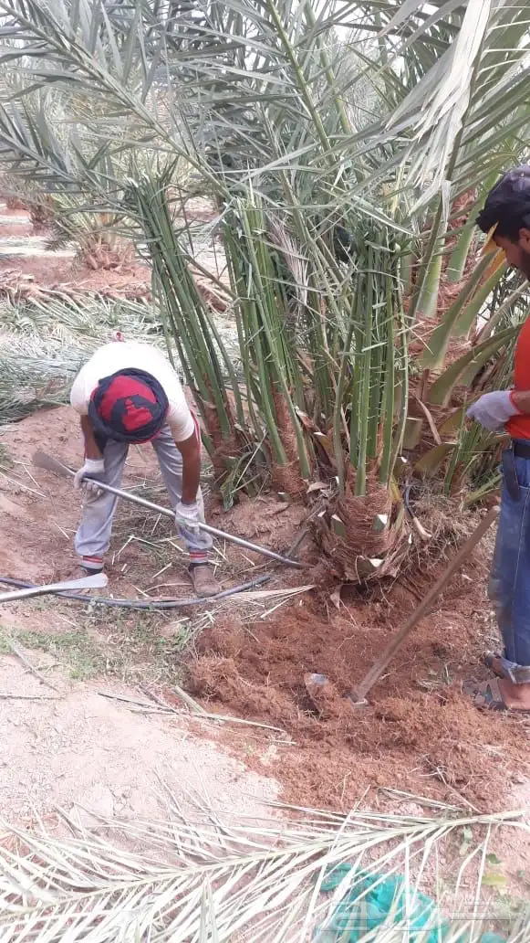 نخيل عربي فسائل نخل نخل عربي نقايل 50