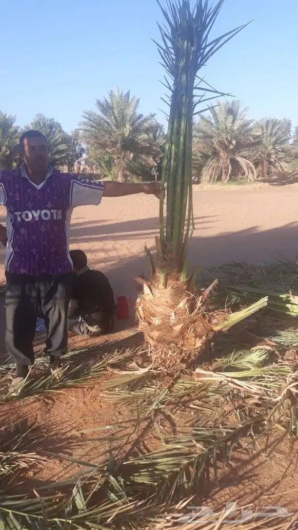 نخيل عربي فسائل نخل نخل عربي نقايل 53