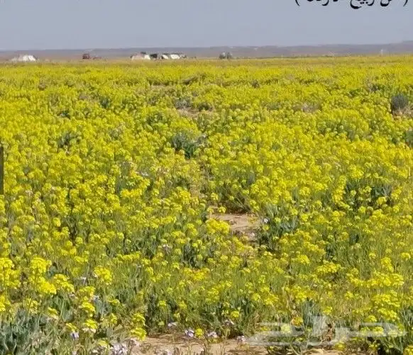 بذور اليهق الاصفر 4