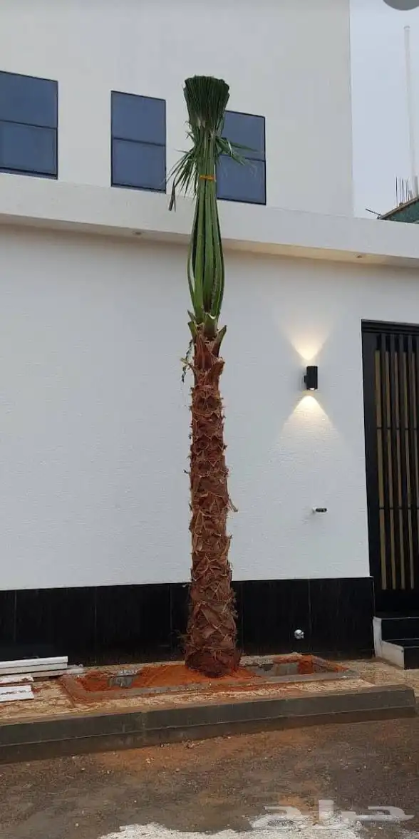 نخل للبيع نخيل ملكي وشنطني زينة نقايل فسايل عربي واشنطي 1