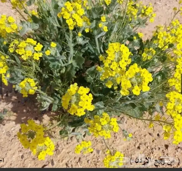 بذور اليهق الاصفر 3