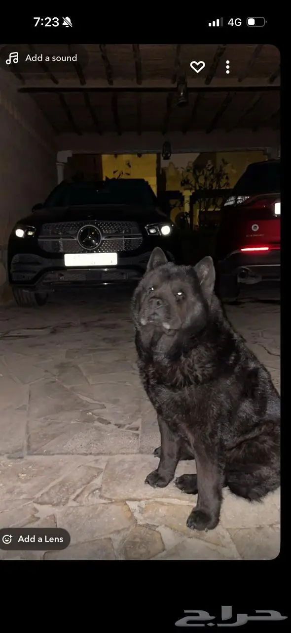 كلب مفقود في حي القدس 1