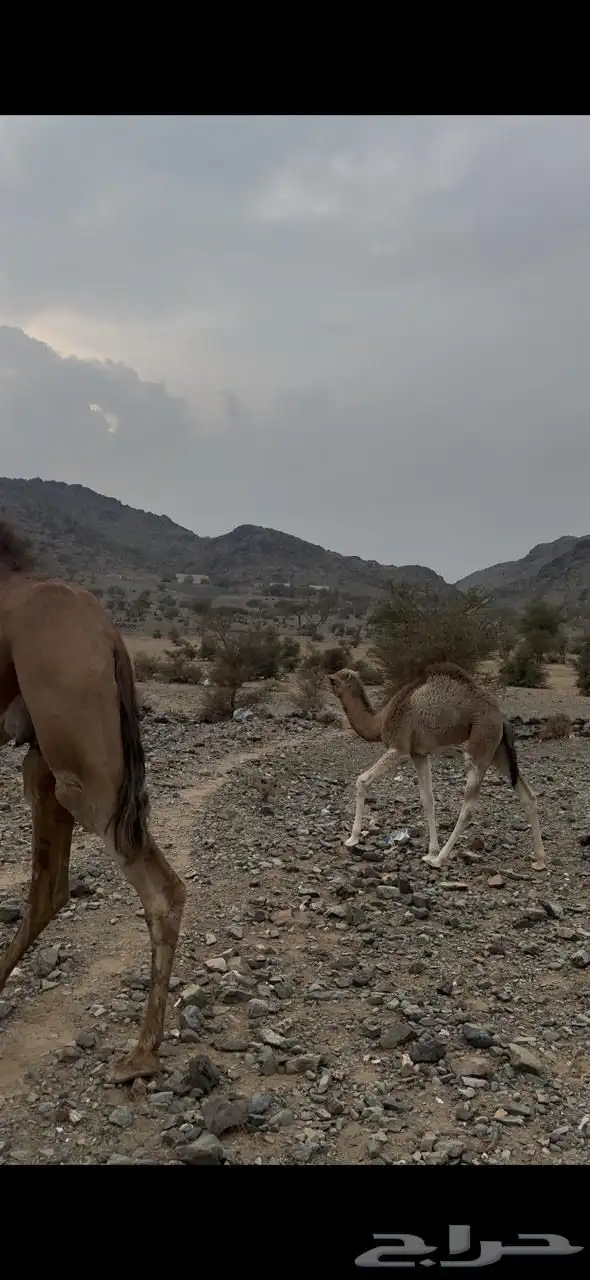 بكره خلفه مصغر 2