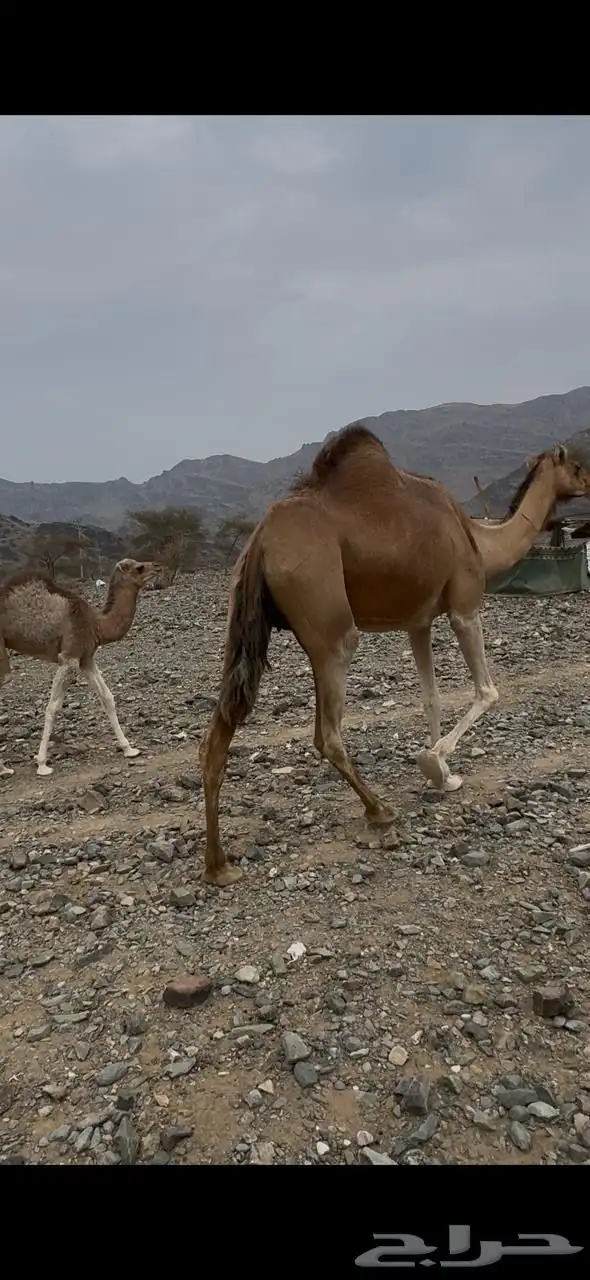 بكره خلفه مصغر 1