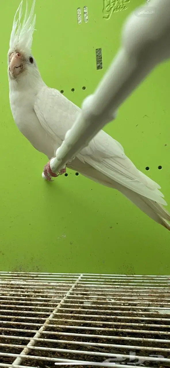 انثى البينو كراوان هولندي 0