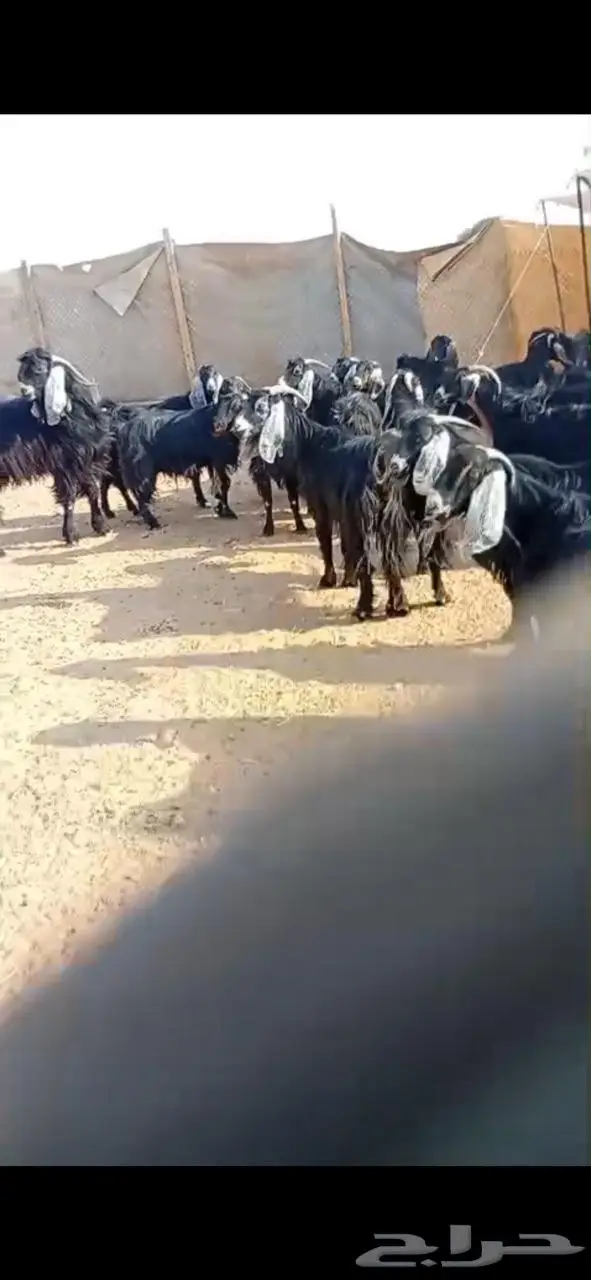 معزاء للبيع 7