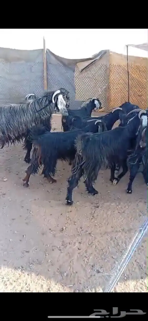 معزاء للبيع 3