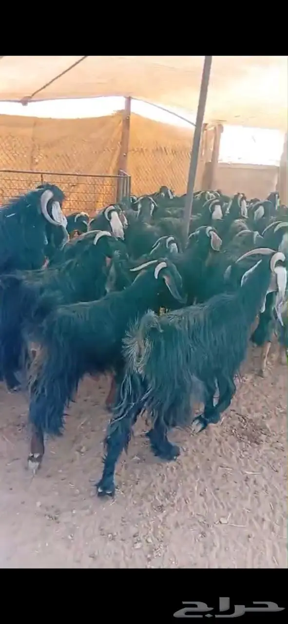 معزاء للبيع 1